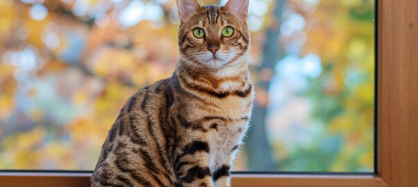 koty karma holistyczna